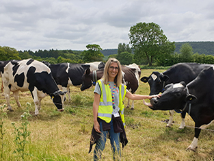 person in field with cows